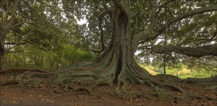 Norfolk Island Banyan - NSW T (PBH4 00 12041)